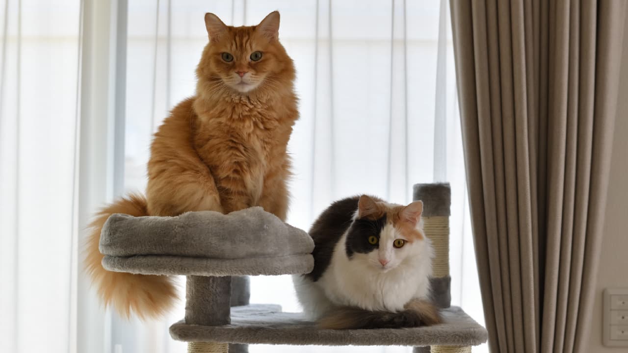 キャットタワーのイメージ