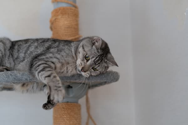 キャットタワーのタイプ スリム・省スペースタイプ