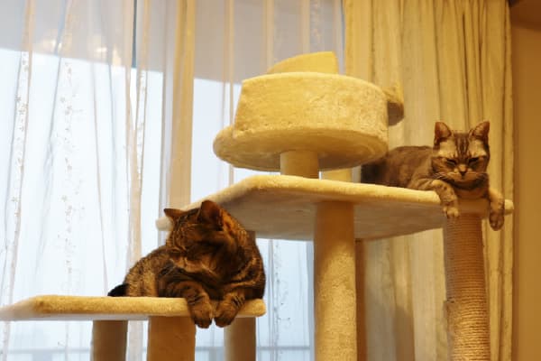 キャットタワーの選び方 飼育数に合わせて考える