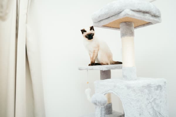 キャットタワーの選び方 高さと安定感で選ぶ