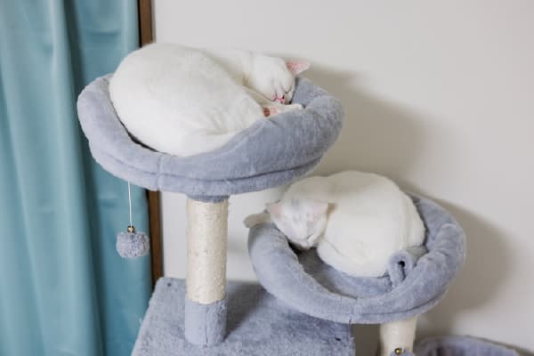 �L���b�g�^���[�̑I�ѕ� �f�ނ�f�U�C���őI��