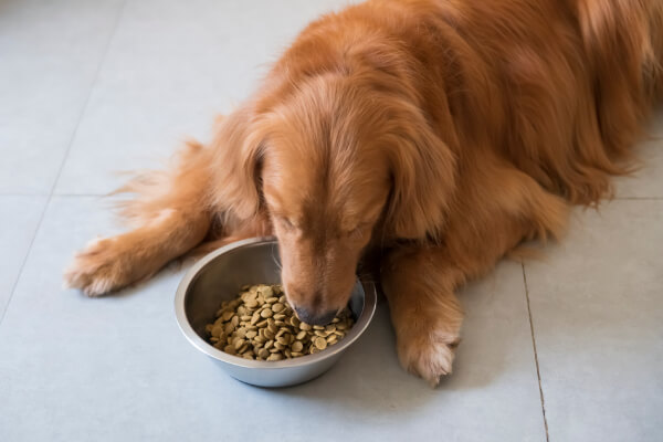 �h�b�O�t�[�h�̎�� �����h�{�H