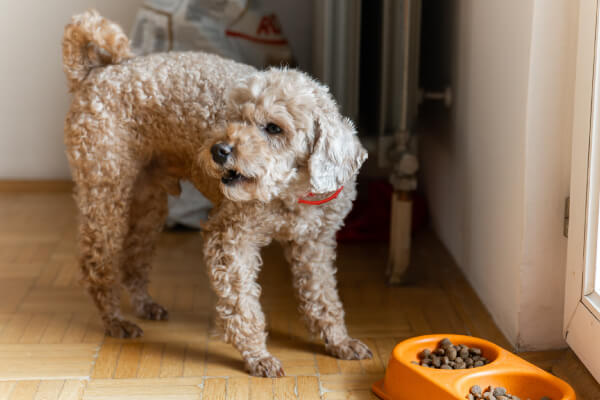 �h�b�O�t�[�h�̑I�ѕ� �����̑̂̑傫���ɍ��킹�đI�� ���^��