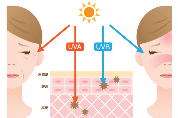 日焼け止めの選び方 紫外線防止効果は「SPF」・「PA」の値をチェック